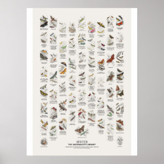 Motten - Naturalist's Library Poster