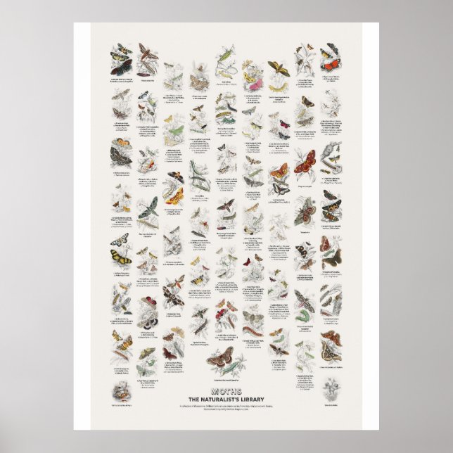 Motten - Naturalist's Library Poster (Vorne)