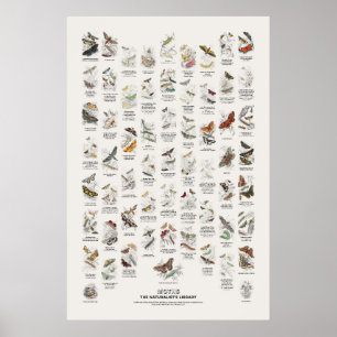 Motten - Naturalist's Library Poster
