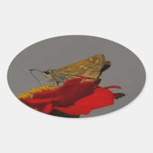 Motten und Rotes Zinnia Ovaler Aufkleber