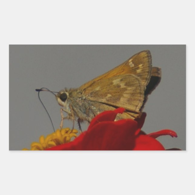 Motten und Rotes Zinnia Rechteckiger Aufkleber (Vorderseite)