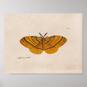 Motten wissenschaftliche Illustrationsdruck Poster