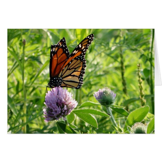 Mouche avec une aile cassée, papillon de Monach (Devant Horizontal)