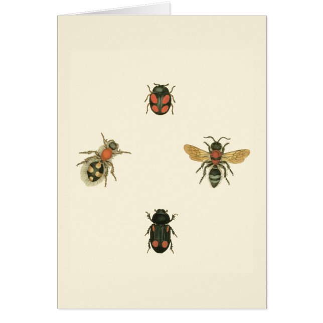 Mouches et coléoptères par Vision Studio (Devant)