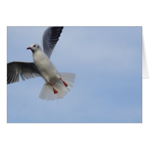 Mouette