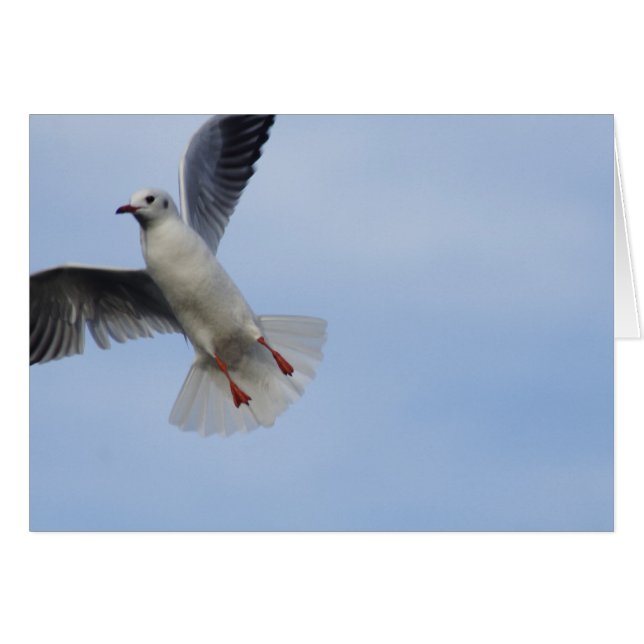 Mouette (Devant horizontal)