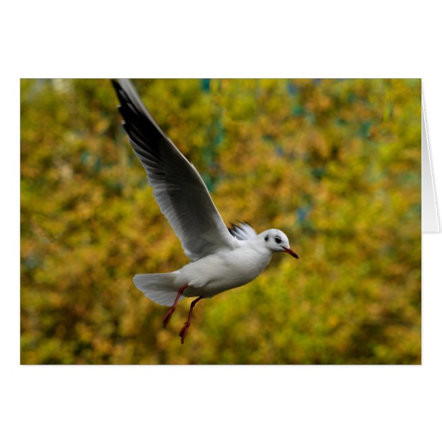 Mouette (Devant horizontal)