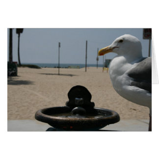 Mouette assoiffée