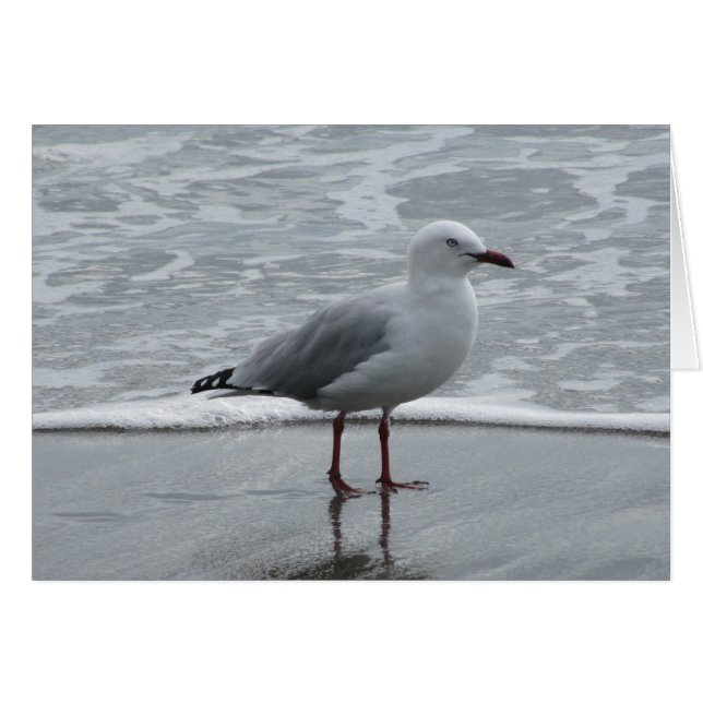 Mouette au bord de l'eau (Devant horizontal)