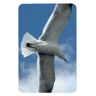 Mouette blanche volant Flexi Magnet