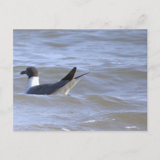Mouette dans la carte postale de l'océan
