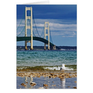 Mouette et pont de Mackinac
