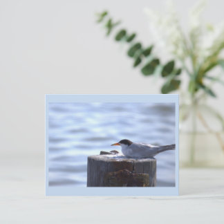 Mouette par la carte postale de l'océan