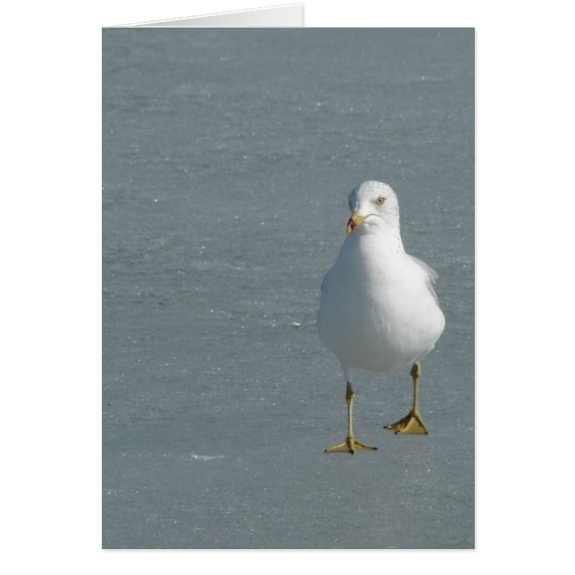 Mouette solitaire sur la glace du fleuve Mississip (Devant)