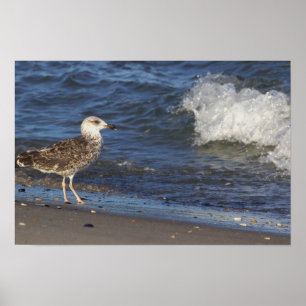 Mouette sur la plage avec affiche d'aviron