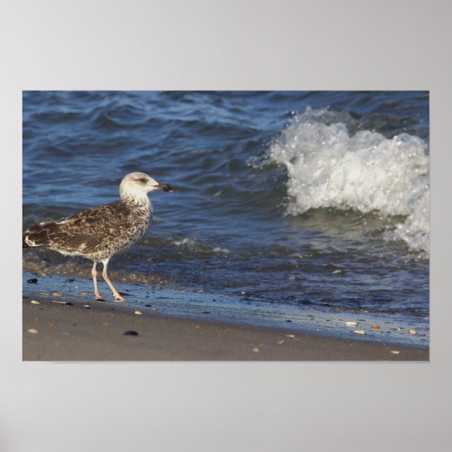 Mouette sur la plage avec affiche d'aviron (Devant)