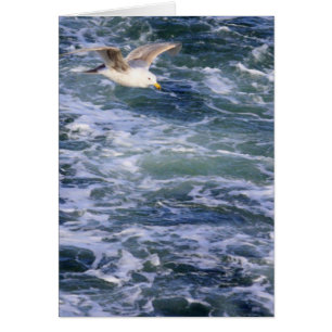 Mouette sur l'eau
