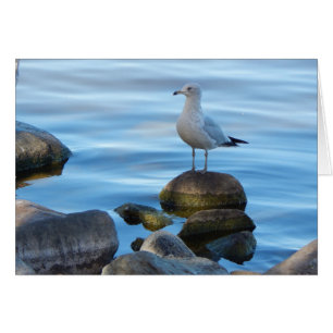 Mouette Sur Rochers