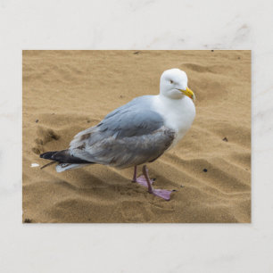 Mouette sur une carte postale vue plage de sable