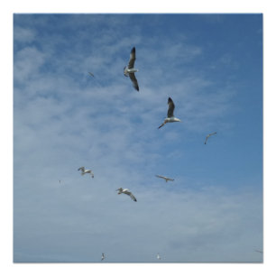 Mouettes 20" x 20", Poster Papier, Semi-brillant