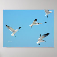 Mouettes blanches volant Poster