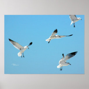 Mouettes blanches volant Poster