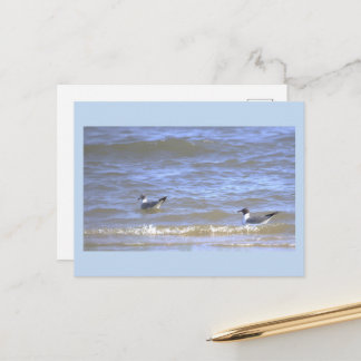 Mouettes dans la carte postale de l'océan