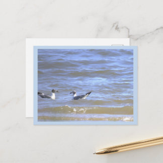Mouettes dans la carte postale de l'océan