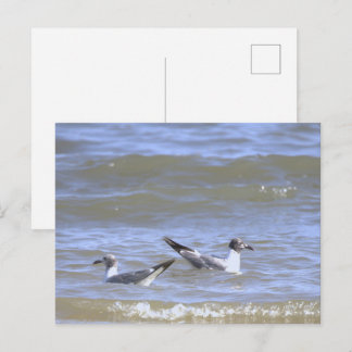 Mouettes dans la carte postale de l'océan