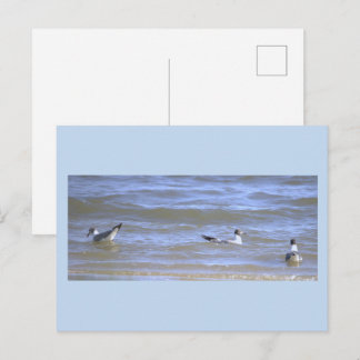 Mouettes dans la carte postale de l'océan