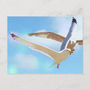 Mouettes dans la carte postale de vol