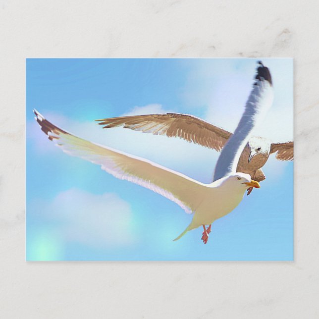 Mouettes dans la carte postale de vol (Devant)