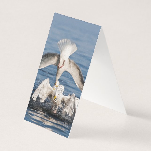 Mouettes de plongée (Back)