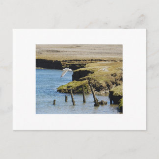 Mouettes en vol Carte postale