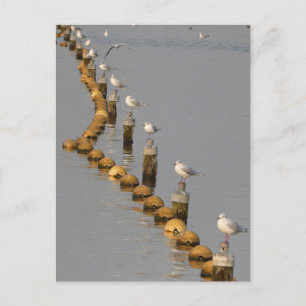 Mouettes sur Poles do-it-yourself Carte postale