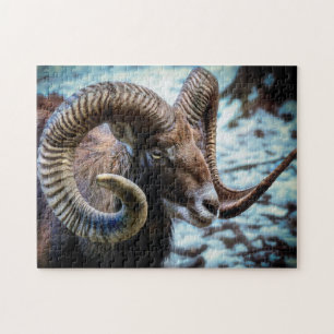Mouflon am See