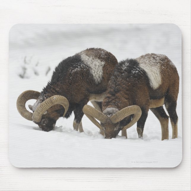 Mouflons im Winter, Deutschland Mousepad (Vorne)