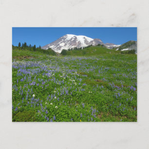 Mount Rainier mit violetten Lupinen Postkarte
