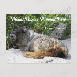Mount Rainier Nationalpark Hoary Marmot Foto Postkarte