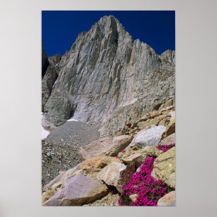 Mount Whitney und Wildblumen Poster
