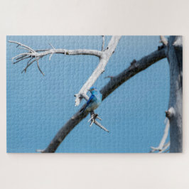 Mountain Blue Bird