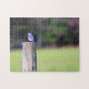 Mountain Blue Bird - 11 x 14 Zoll