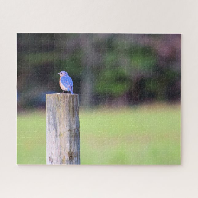 Mountain Blue Bird - 16 x 20 Zoll (Horizontal)