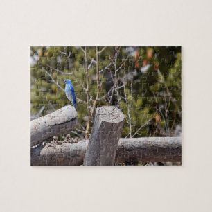 Mountain Blue Jay - 8x10 - 110 Stk.
