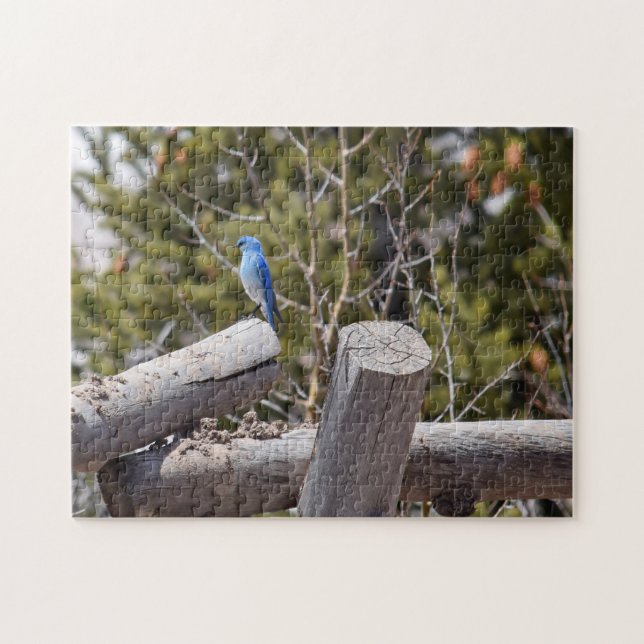 Mountain Bluebird - 11x14 - 252 Stk. (Horizontal)