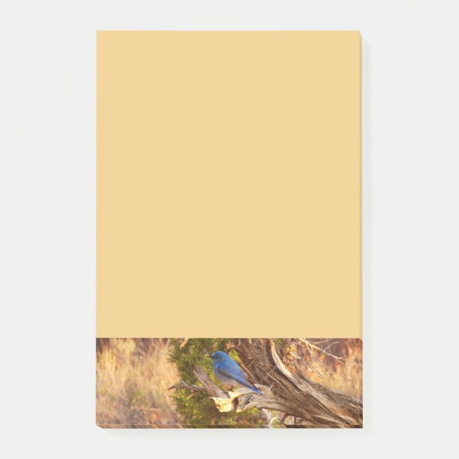 Mountain Bluebird at Arches National Park Post-it Klebezettel (Vorderseite)
