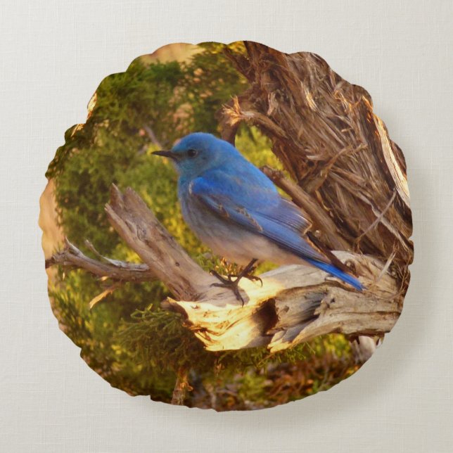 Mountain Bluebird at Arches National Park Rundes Kissen (Vorderseite)