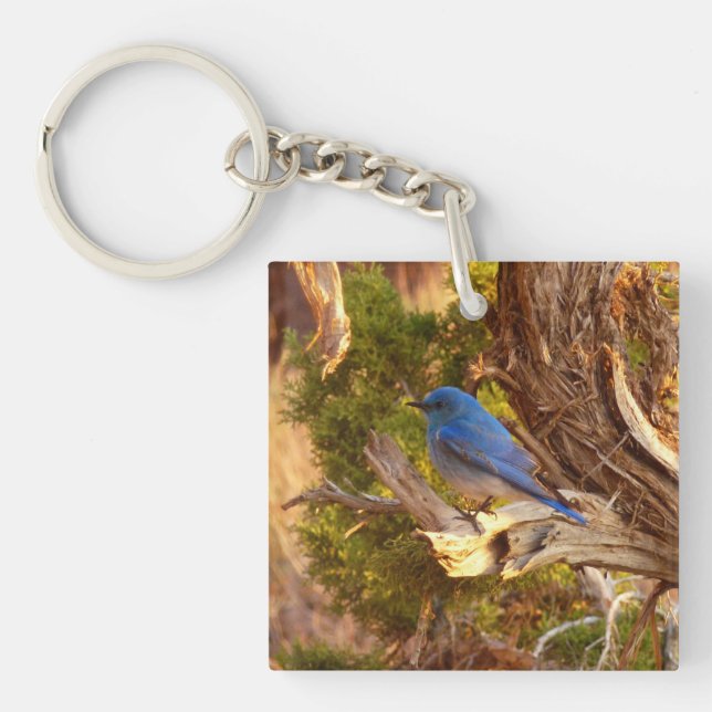 Mountain Bluebird at Arches National Park Schlüsselanhänger (Vorderseite)