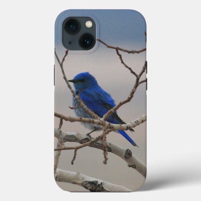 Mountain Bluebird Case-Mate iPhone Hülle (Rückseite)
