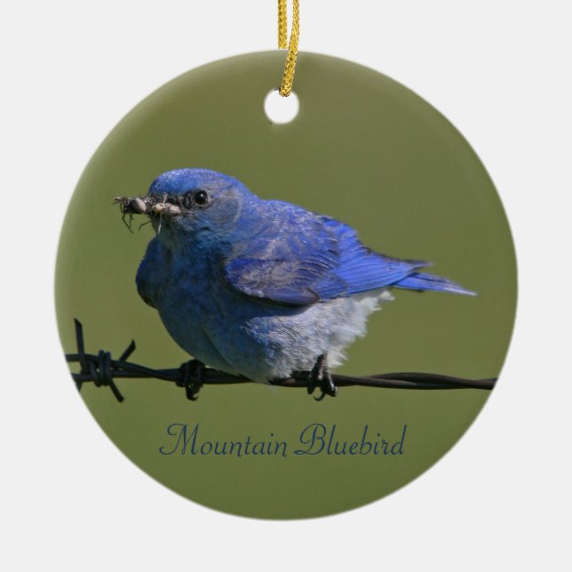 Mountain Bluebird Fotografie Runde Keramikornament (Vorne)